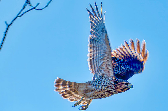 002 a238 20250209-_DSF3934 juv. red tail 0854