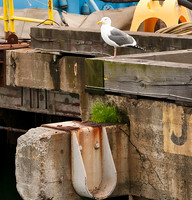 _DSC4510.Could-this-be-Bob