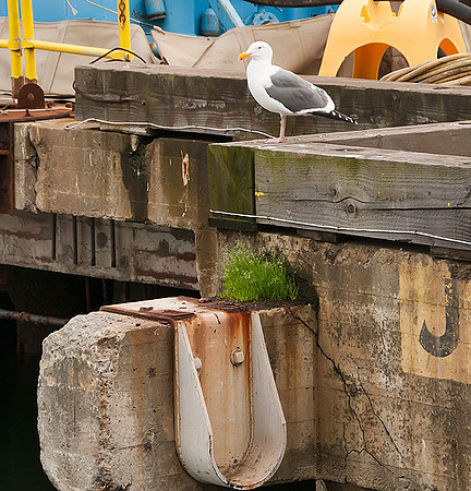 _DSC4510.Could-this-be-Bob