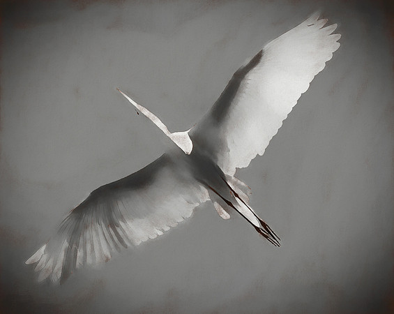 a193 _DSC5343 egret painting