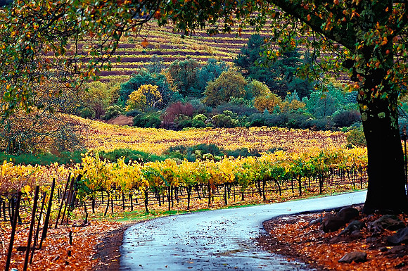 L23-Napa-Valley,-Ca.