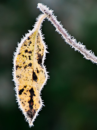 Y24-Frosty-Fringe