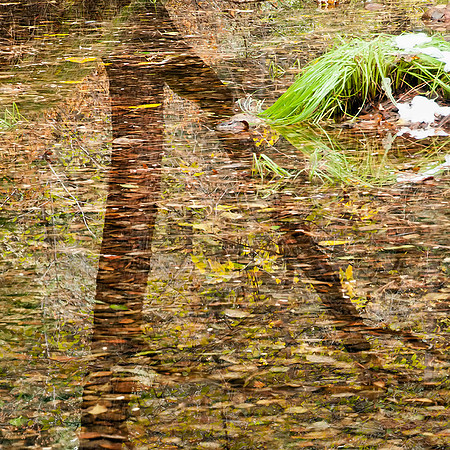 Y29-Reflections-in-the-Merced-River,-Yosemite,-Ca.